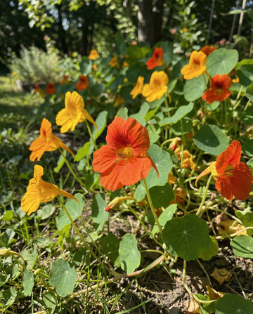 Kapuzinerkresse Glorious Gleam (Tropaeolum majus) – einjährige Samen von SeedsChoice