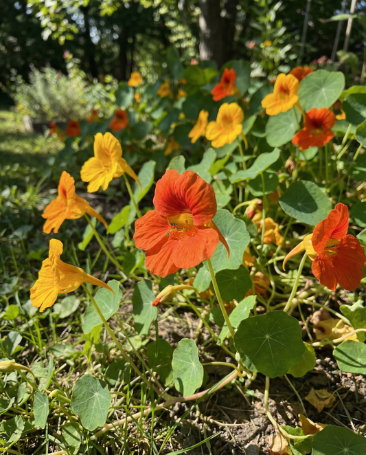 Nasturtium Glorious Gleam (Tropaeolum majus) – annual seeds from SeedsChoice