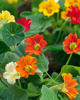 Nasturtium Tom Thumb Seeds Tropaeolum Majus Annual Mix