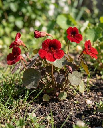 Nasturtium Empress Of India (Tropaeolum majus) – annual seeds from SeedsChoice