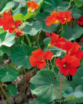 Nasturtium Empress Of India Seeds Tropaeolum Majus Annual