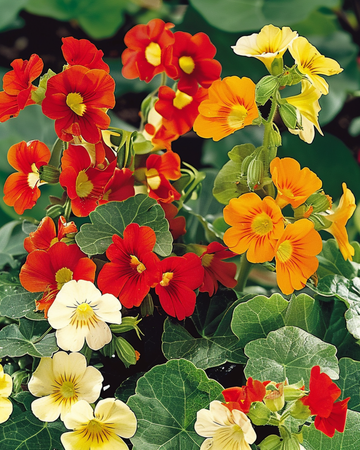 Kapuzinerkresse Jewel Of Africa Samen (Tropaeolum majus) – einjährig