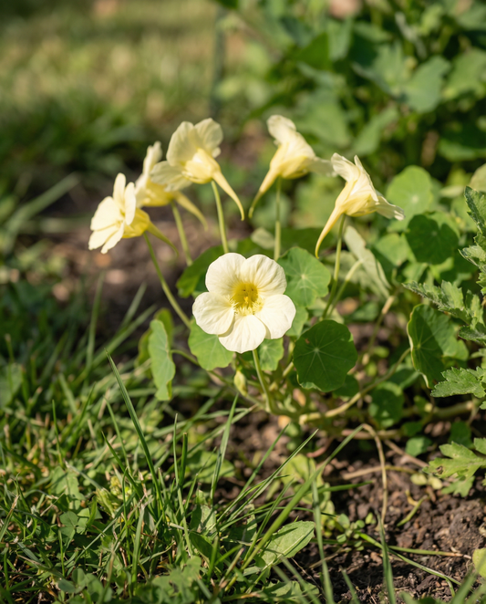 Nasturtium Milkmaid Climber (Tropaeolum majus) – annual climber seeds from SeedsChoice