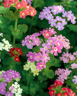 Verbena Seeds Verbena Hybrida Annual Mix Colours Compact