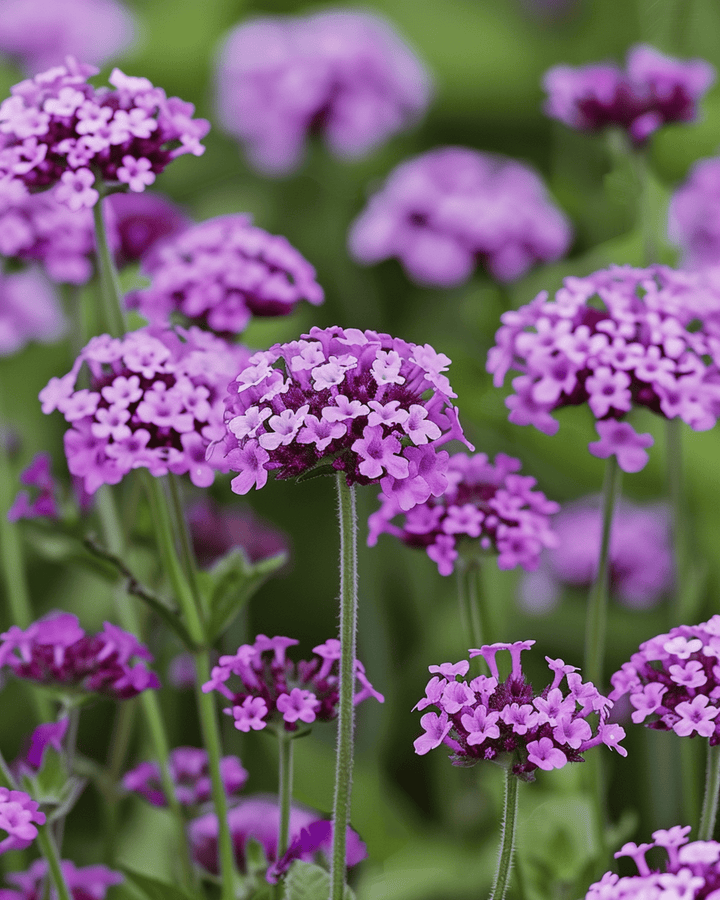 Garden Vervain Vanity seeds (Verbena bonariensis) – annual flower