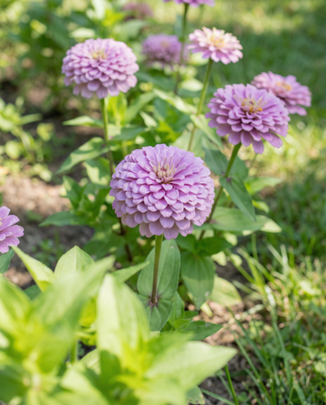 Lavendel (Zinnia elegans) – annual seeds from SeedsChoice