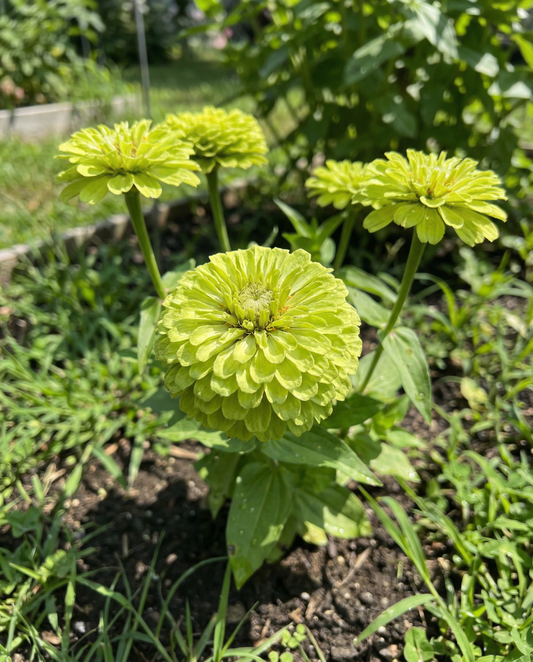Envy (Zinnia elegans) – einjährige Samen von SeedsChoice