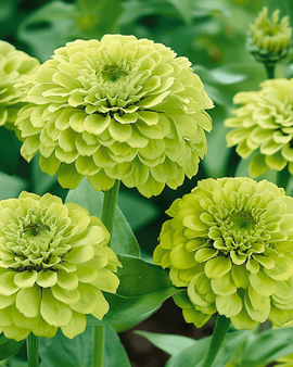 Zinnia Envy Seeds Zinnia Elegans Annual