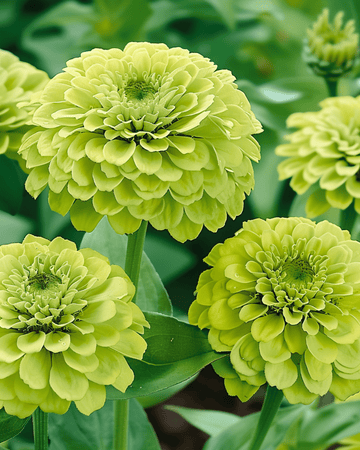 Envy seeds (Zinnia elegans) – annual