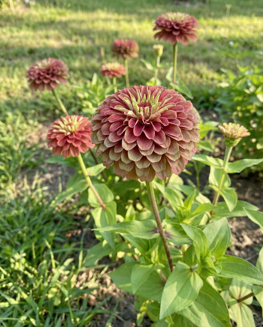 Queeny Red Lime (Zinnia elegans) – einjährige Samen von SeedsChoice