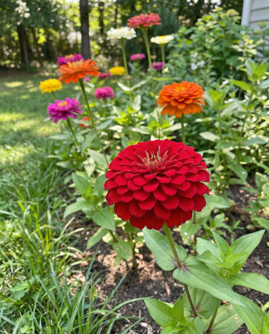 Dahlia Flowered Mix (Zinnia elegans) – annual flower seeds from SeedsChoice