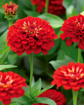 Zinnia Scarlet Flame Seeds Zinnia Elegans Annual Flower