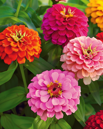 Giants Of California Mixed Samen (Zinnia elegans) – einjährige Sortenmischung