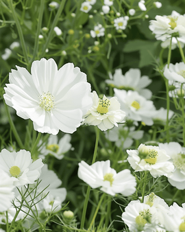 White Summer Flowers Seeds Mix Annual White Blend