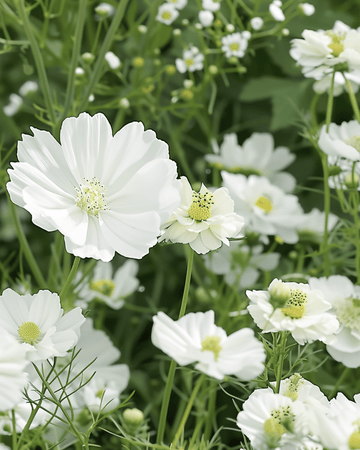 White Summer Mix Blend Samen – einjährige Blume
