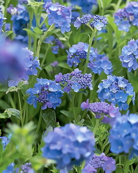 Blue Summer Flowers Seeds Annual Mix Full Sun 20 To 80 Cm