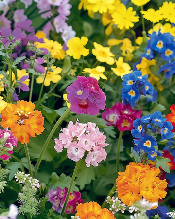 For Bees Low Growing Mix seeds – annual flower