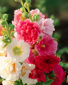 Hollyhock Seeds Chater Double Mixed Alcea Rosea Biennial