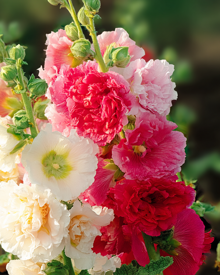 Hollyhock Chater Double Mixed seeds (Alcea rosea) – biennial mix