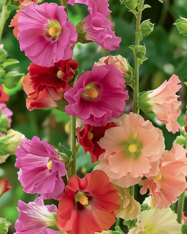 Hollyhock Seeds Antwerp Stars Mix Alcea Rosea Biennial
