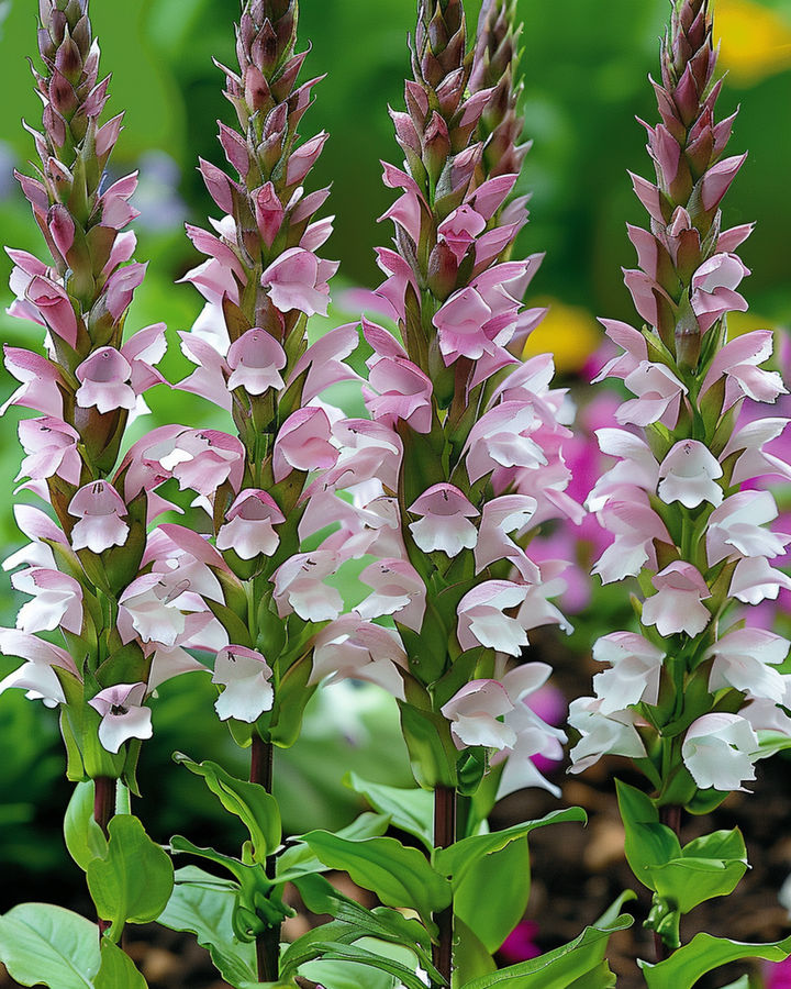 Bärenklaue-Samen (Acanthus mollis) – mehrjährige Blume