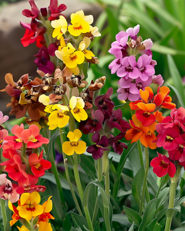 Wallflower Seeds Fair Lady Biennial Erysimum Cheiri