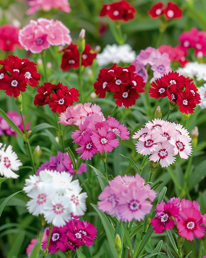 Sweet William Mixed Single Flowered Samen (Dianthus barbatus) – zweijährige Blume