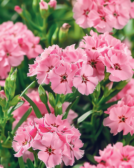 Sweet William Seeds Dianthus Barbatus Pink Beauty Biennial Flower