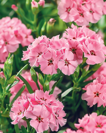 Sweet William Pink Beauty Samen (Dianthus barbatus) – zweijährige Blume