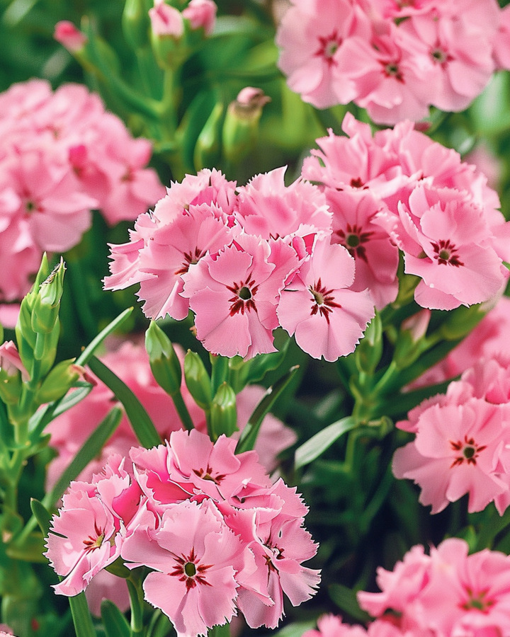 Sweet William Pink Beauty Samen (Dianthus barbatus) – zweijährige Blume