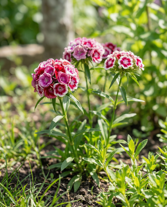 Sweet William Mixed Double Flowering (Dianthus barbatus) – zweijährige Blumensamen von SeedsChoice
