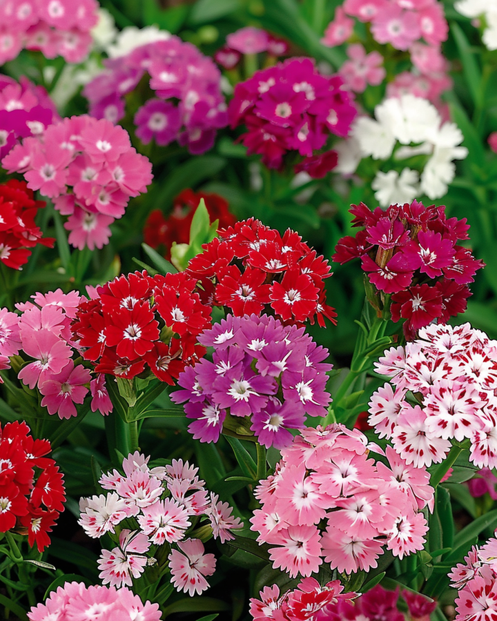 Sweet William Mixed Double Flowering Samen (Dianthus barbatus) – zweijährige Blume