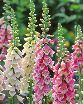 Biennial Flower Seeds Mixed Colors Biennial Ornamental Flowers
