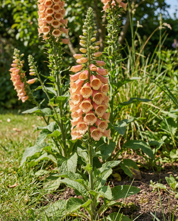 Peach F1 (Digitalis dalmatian) – biennial seeds from SeedsChoice
