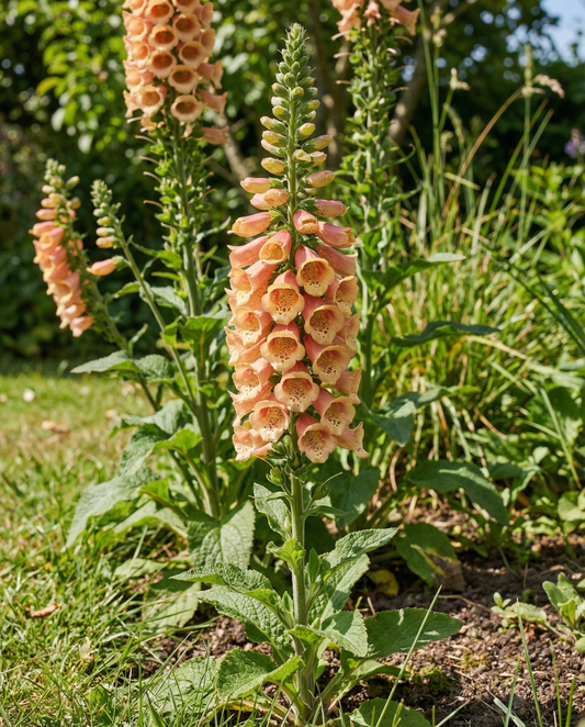 Peach F1 (Digitalis dalmatian) – zweijährige Samen von SeedsChoice
