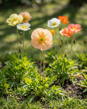 Island Poppy Mixed Colours (Papaver nudicaule) – biennial flower seeds from SeedsChoice
