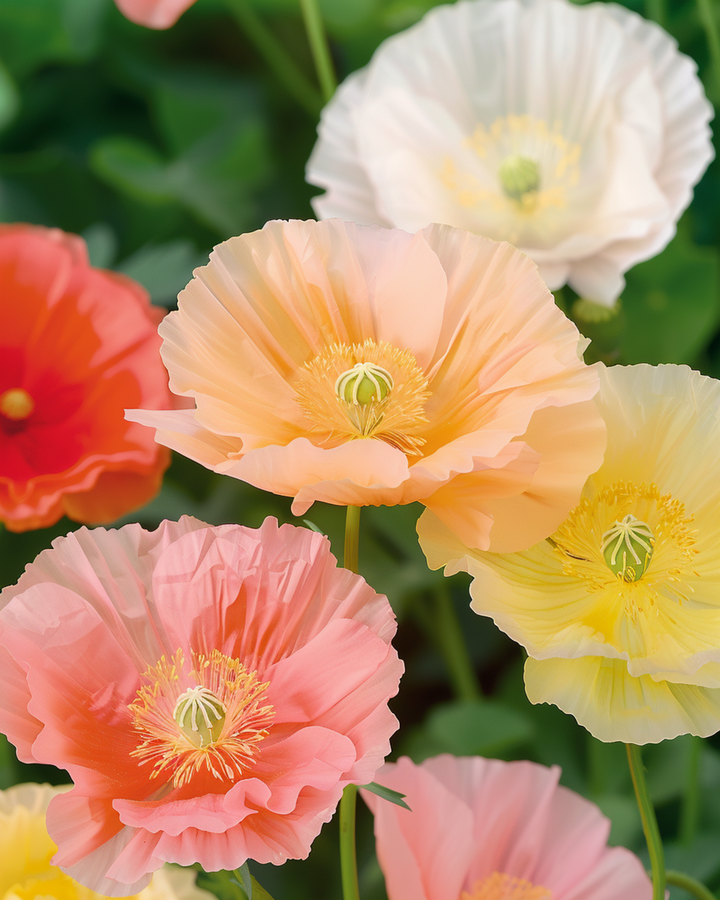 Island Poppy Mixed Colours seeds (Papaver nudicaule) – biennial flower