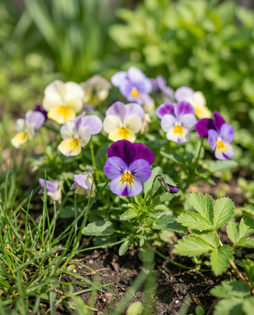Bambini Mixed (Viola cornuta) – zweijährige Blumensamen von SeedsChoice