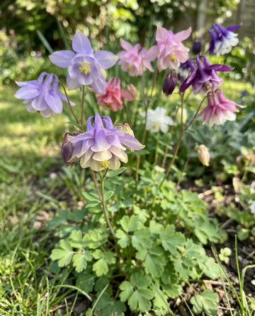 Akelei Mrs Scott Elliott (Aquilegia vulgaris) – mehrjährige Samen von SeedsChoice