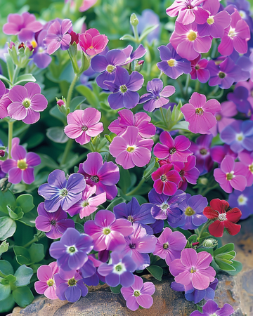 Blaukissen-Mischung Samen (Aubrieta hybrida) – mehrjährig