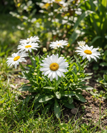 Shasta Daisy Silver Princess (Chrysanthemum maximum) – perennial seeds from SeedsChoice