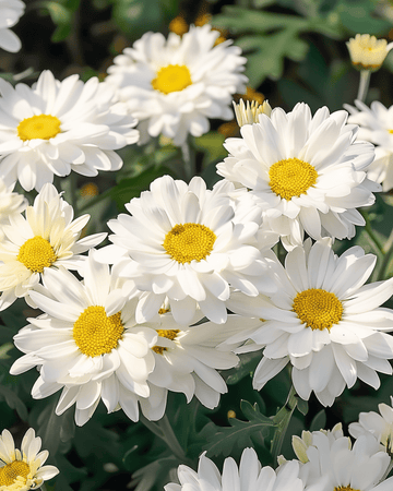 Shasta Daisy Silver Princess seeds (Chrysanthemum maximum) – perennial