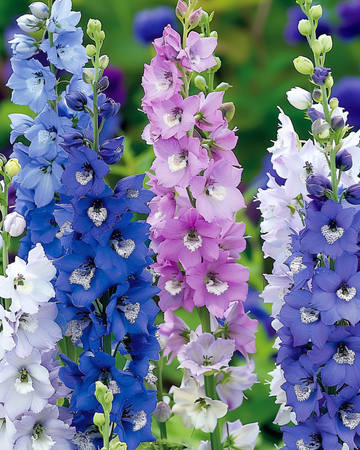 Larkspur Giant Pacific Mixed seeds (Delphinium cultorum) – perennial mix