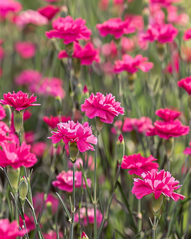 Maiden Pink Seeds Dianthus Deltoides Perennial Flower