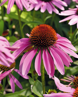 Purple Coneflower Seeds Echinacea Purpurea Perennial Flower