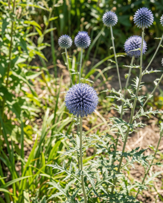 Kugeldistel Blue (Echinops ritro) – mehrjährige Samen von SeedsChoice