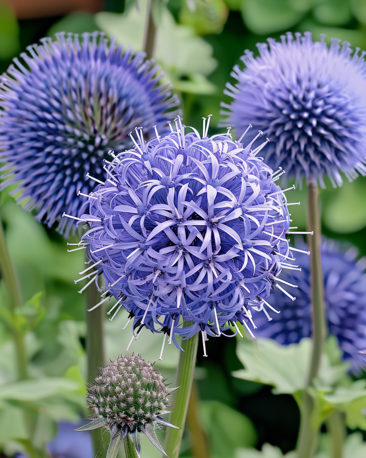 Blaue Kugeldistel Samen (Echinops ritro) – mehrjährig