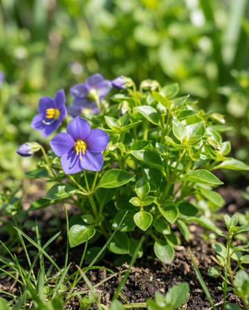 Persian Violet Midget Blue (Exacum affine) – annual flower seeds from SeedsChoice