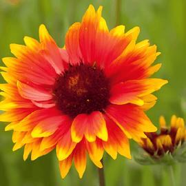 Blanket Flower Seeds Gaillardia Aristata Perennial Drought Tolerant