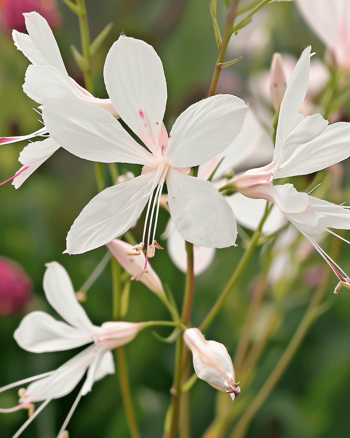 Sparkle White Samen (Gaura lindheimeri) – mehrjährige Blume